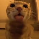 mlemcat