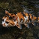 CATFISH