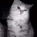 CATCAM