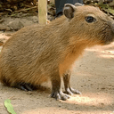 RABSPE