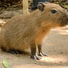 RABSPE