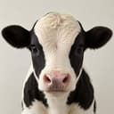 MOO