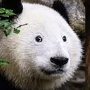 PUNDU