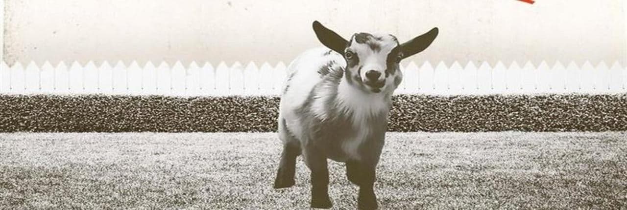 Porsche Lane the Goat Banner