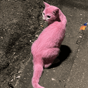 pinkcate