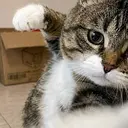 punch