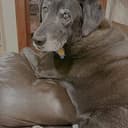 GOLIATH⁠