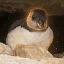 PUFFLING