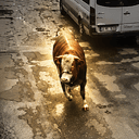 Bull