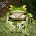 gFROG
