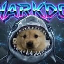 sharkcat
