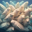 Belugas