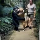 CHIMP