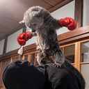 Binturong
