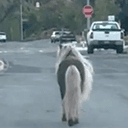 Pony