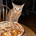 THIEFCAT