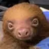 SLOTHS
