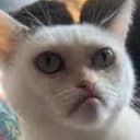 $CAT