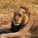 PANTHERA LEO