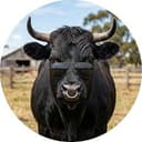 bull