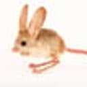 jerboa