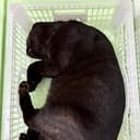 BasketCat