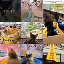 catcoaster