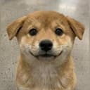 DOGWELLWIF