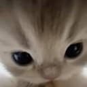 CATBOSS
