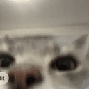 CATGPT