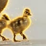 GOSLINGS