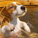 swimdog
