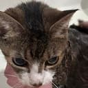 BINGUS