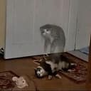 ascend