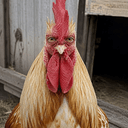 cock