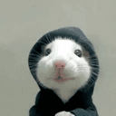 hoodrat