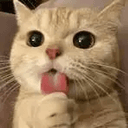 KITTY