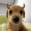 Bully