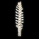 Spine