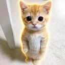 GATO