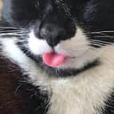 Meong