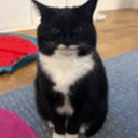 GIGACAT