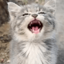 POPCAT