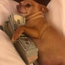 cashdog