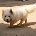 🐕