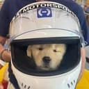 HALO