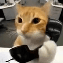 catcall