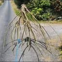 Triffids