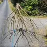 Triffids