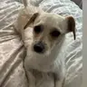 Cali